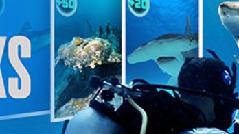 All the Sharks Season 2