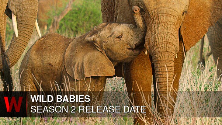 Wild Babies Season 2: Premiere Date, Trailer, Spoilers and Rumors